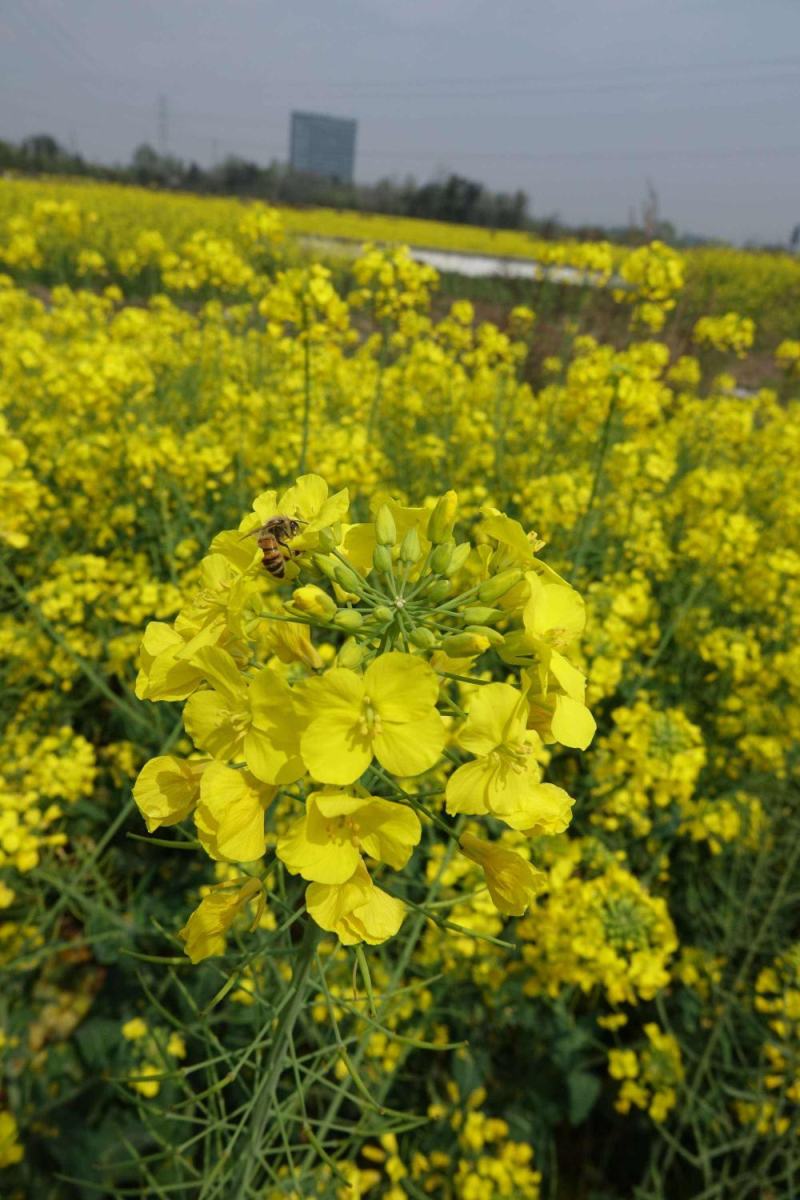 南马德佳油999油菜种子高产高油矮杆抗病抗倒伏甘蓝型油菜