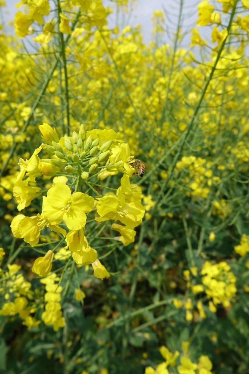 南马德佳油999油菜种子高产高油矮杆抗病抗倒伏甘蓝型油菜