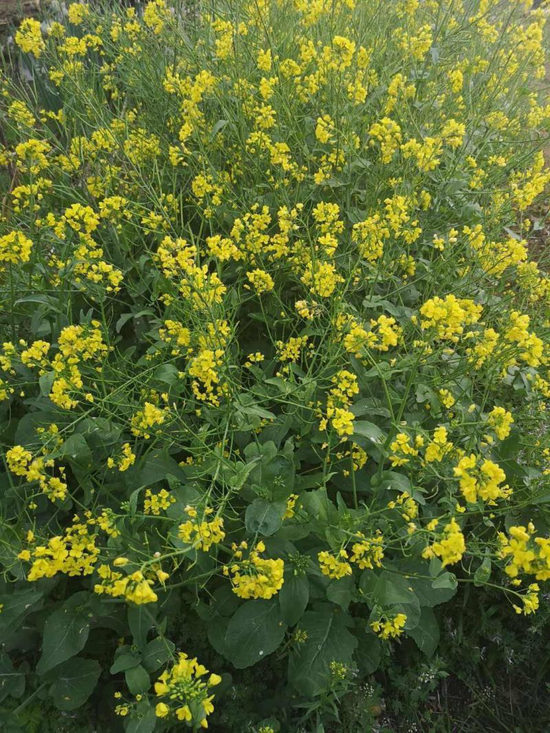 南马德佳油999油菜种子高产高油矮杆抗病抗倒伏甘蓝型油菜