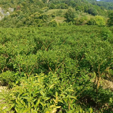 花魔芋，有五六十亩，需要的老板快快下手，可以实地考察