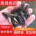黄辣丁黄颡鱼黄骨鱼黄角丁淡水鱼苗养殖