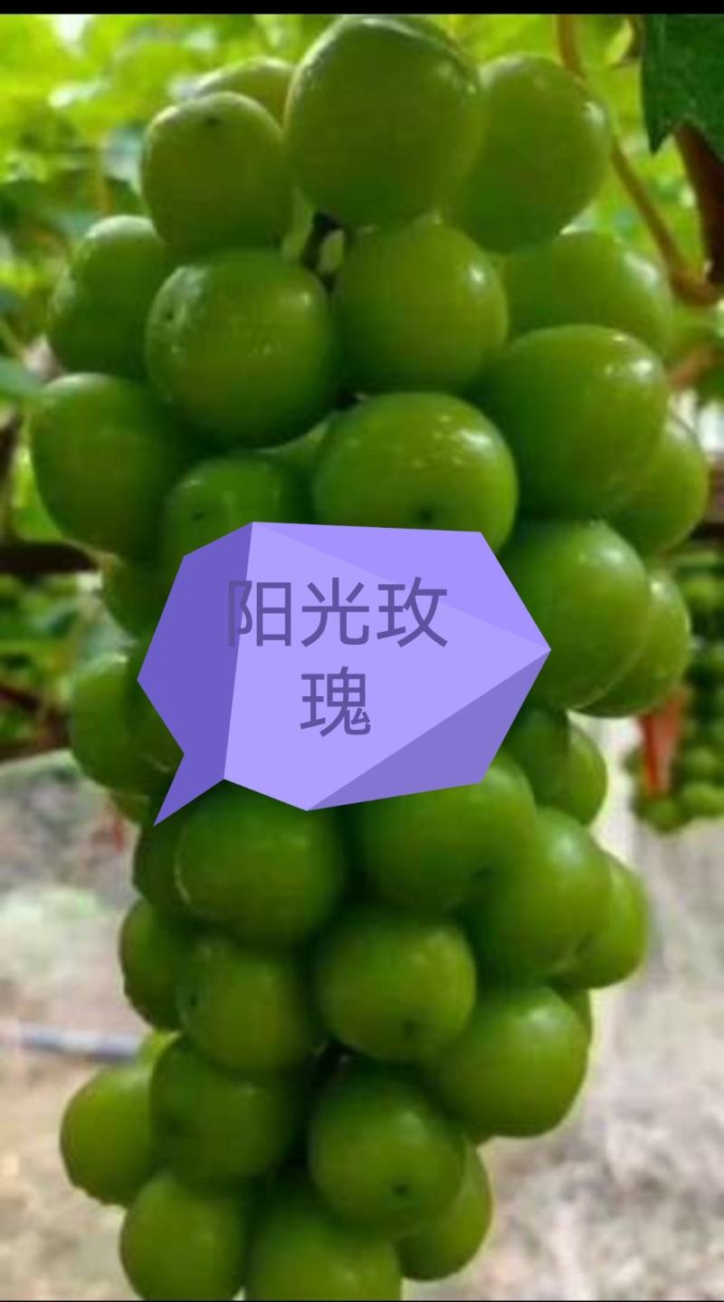 阳光玫瑰晴王葡萄产地直发保质保量欢迎选购