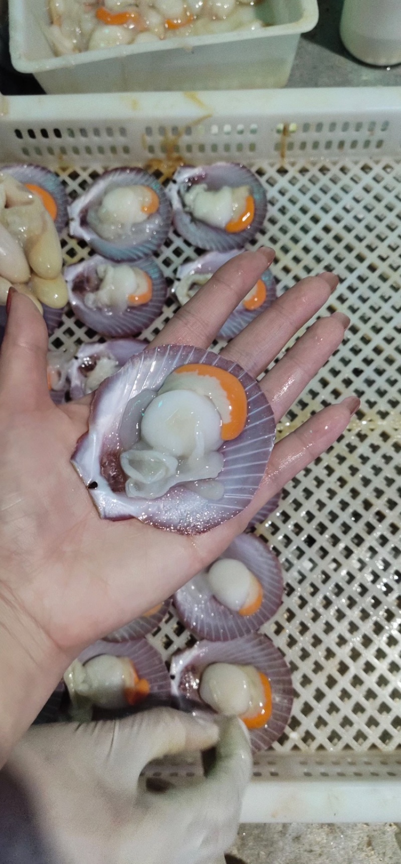 北海天然海捕日月贝半壳日月贝飞螺厂家直供