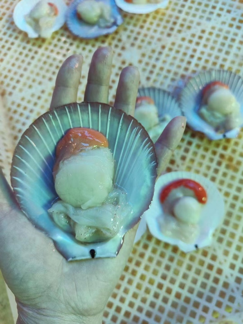 北海天然海捕日月贝半壳日月贝飞螺厂家直供