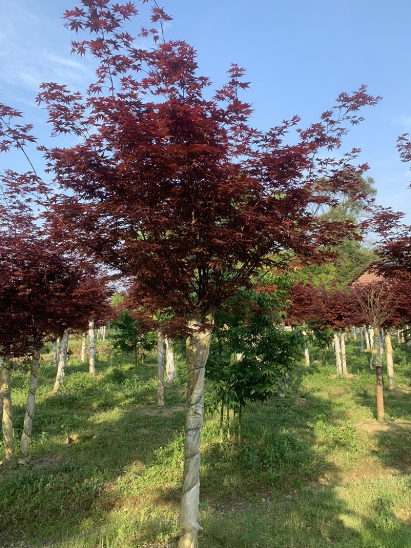 三季红红枫，红三个季节