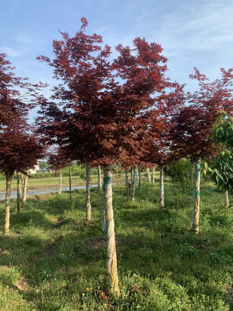 三季红红枫，红三个季节