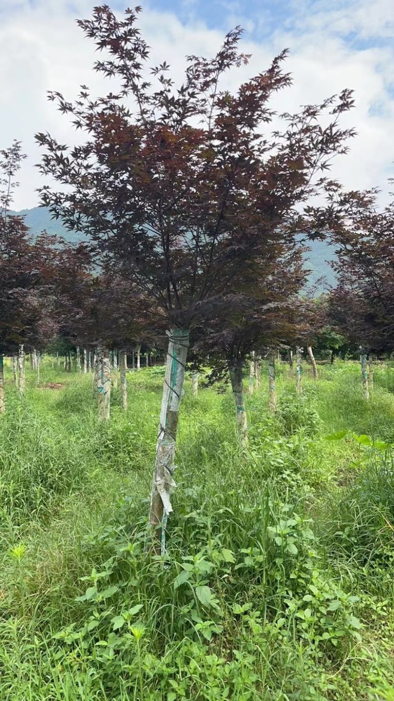 三季红红枫，红三个季节