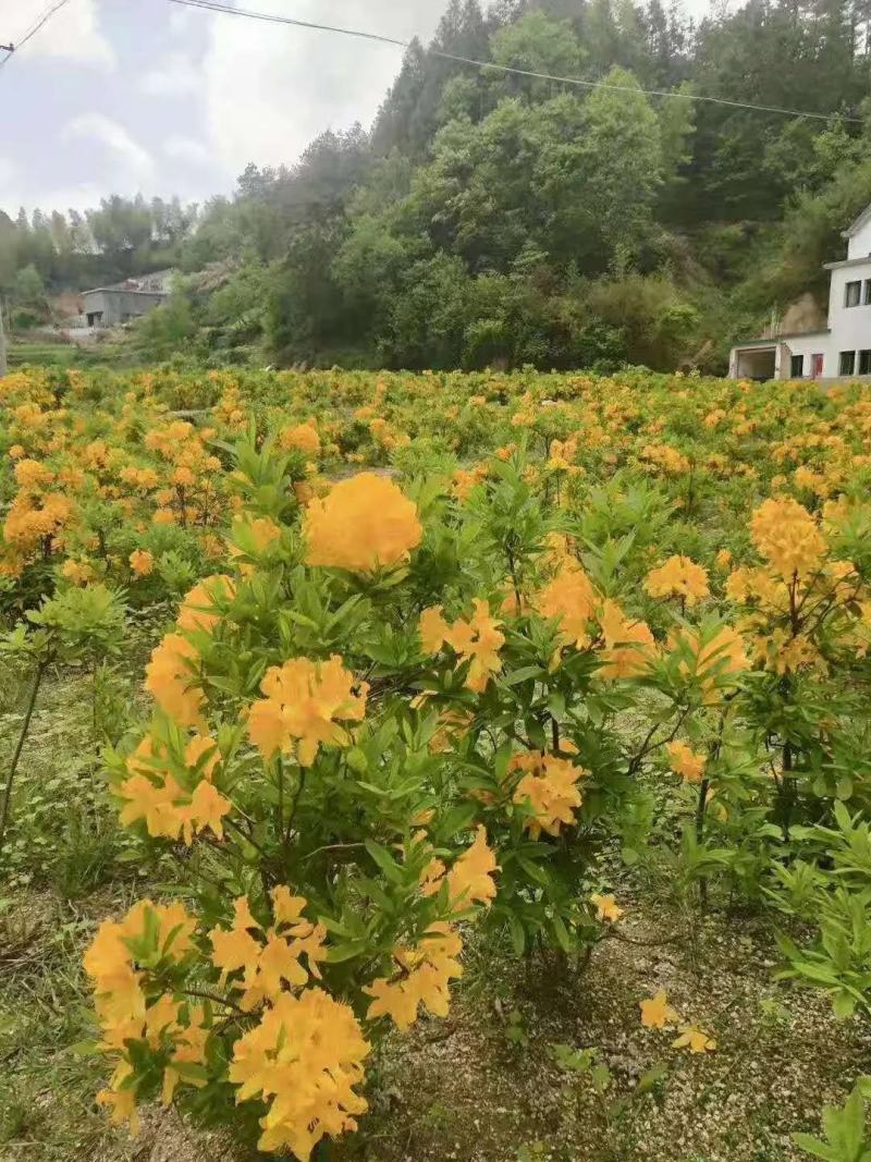 黄杜鹃苗羊踯躅苗闹羊花苗一手货源批发