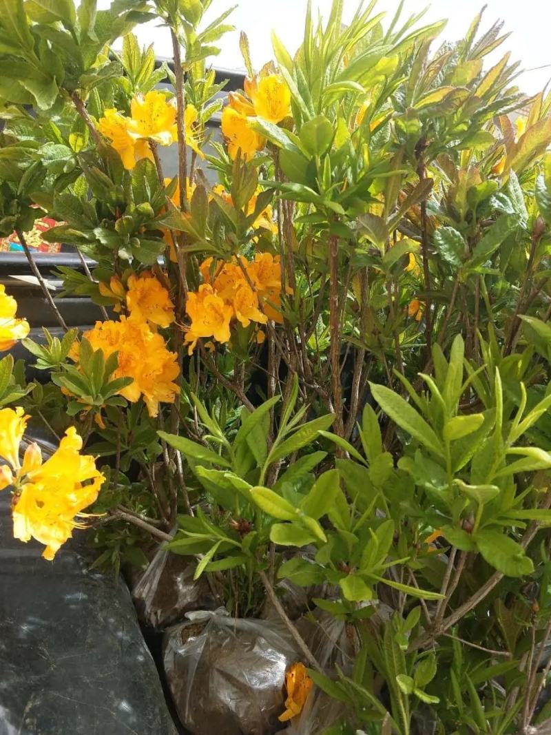 黄杜鹃苗羊踯躅苗闹羊花苗一手货源批发