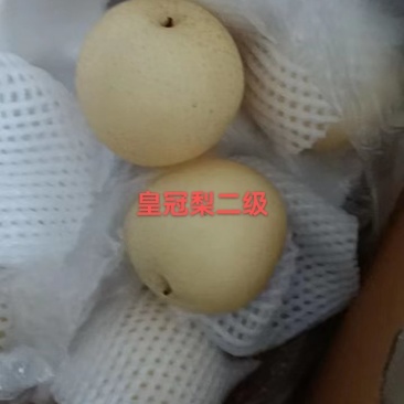 皇冠梨皇冠二级河北产地直发保质保量欢迎选购