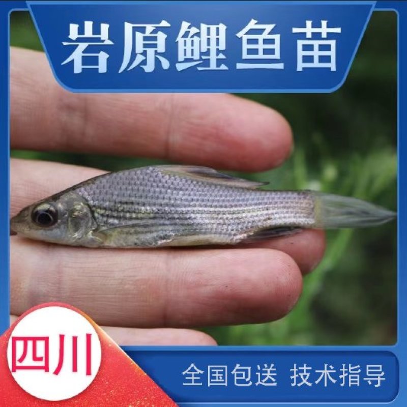 岩鲤鱼苗欢迎下单咨询岩鲤鱼苗欢迎下单咨询