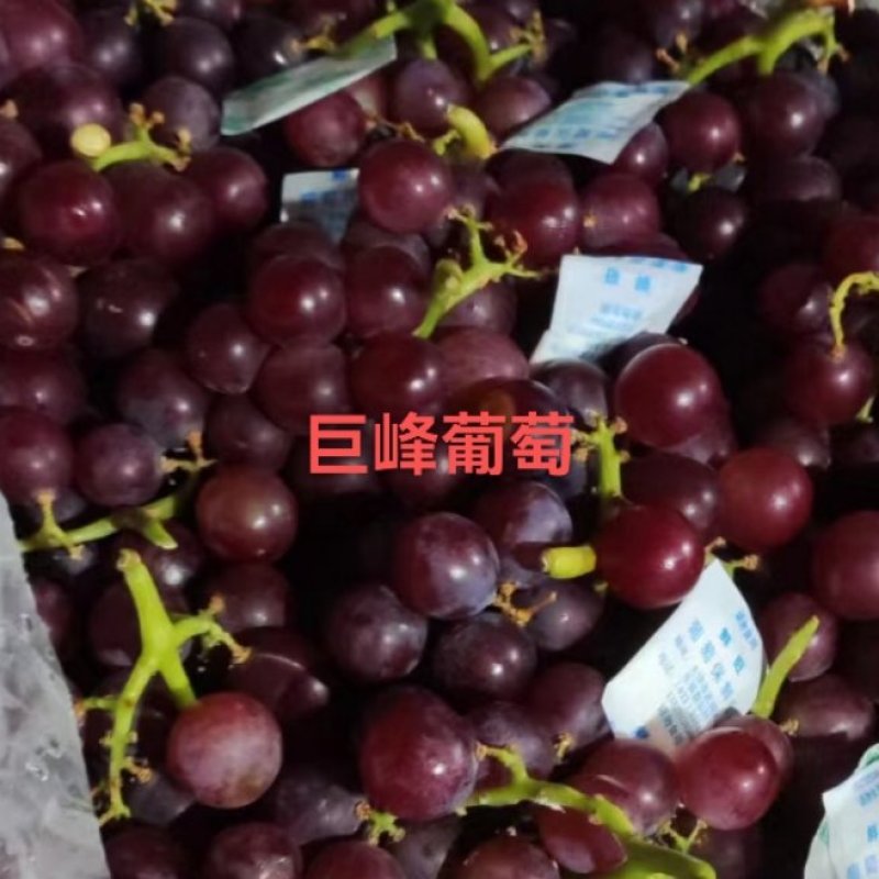 巨峰葡萄河北产地发货代发全国保质保量