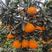 爱媛38果冻橙四川大量上市，对接电商，市场等各种渠道。