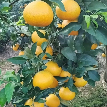 爱媛果冻橙