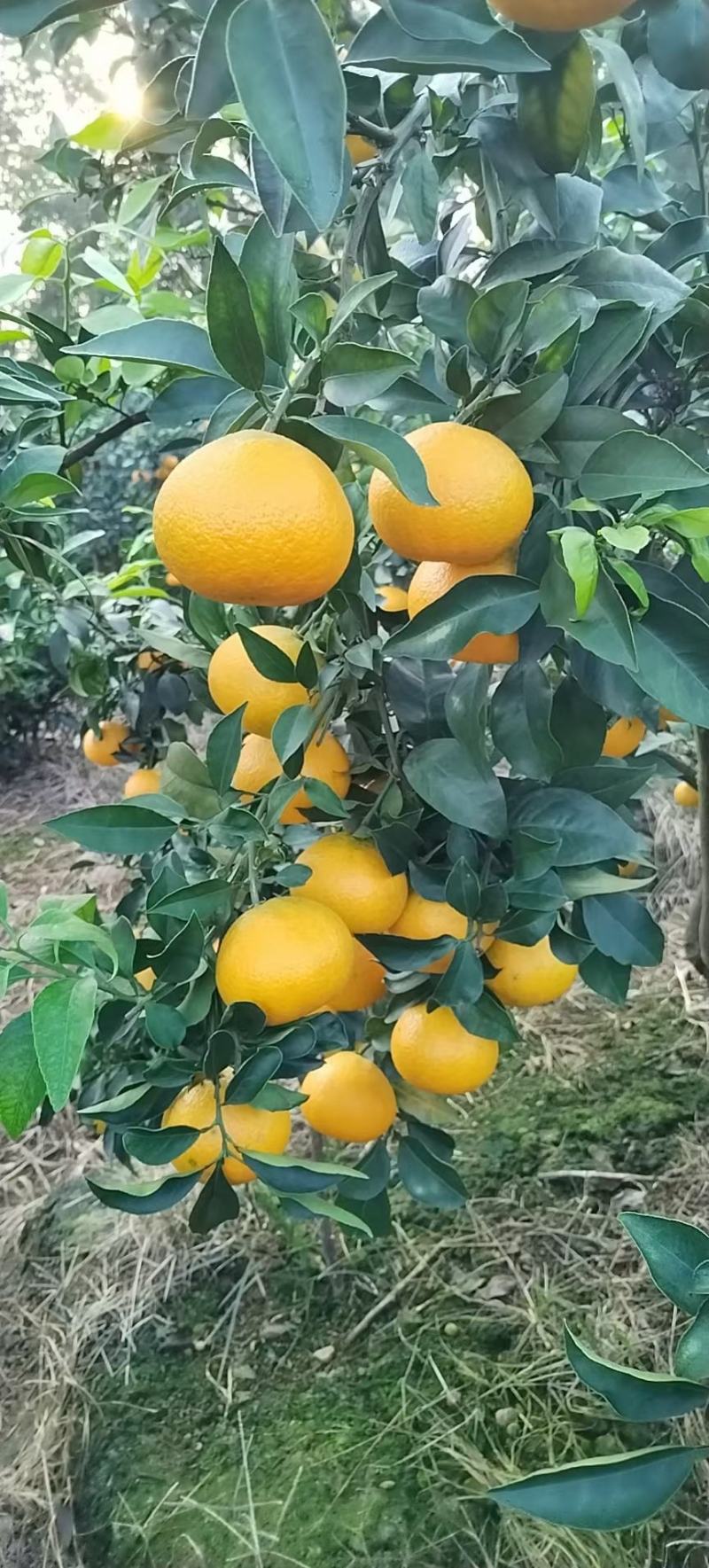 爱媛果冻橙
