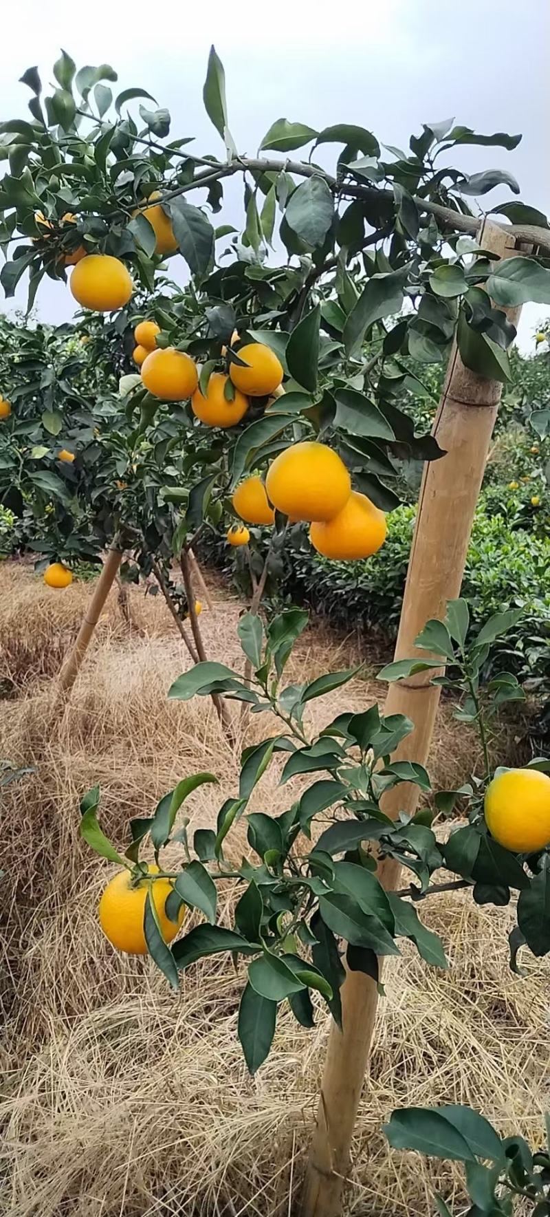 爱媛果冻橙