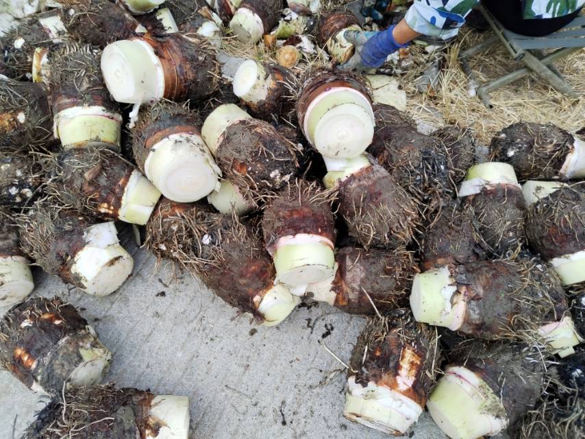 飞蚊症与营养食材搭配示意图