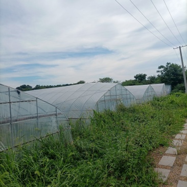 出租漳河新区50亩果蔬大棚