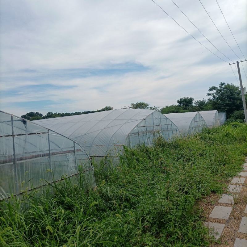 出租漳河新区50亩果蔬大棚