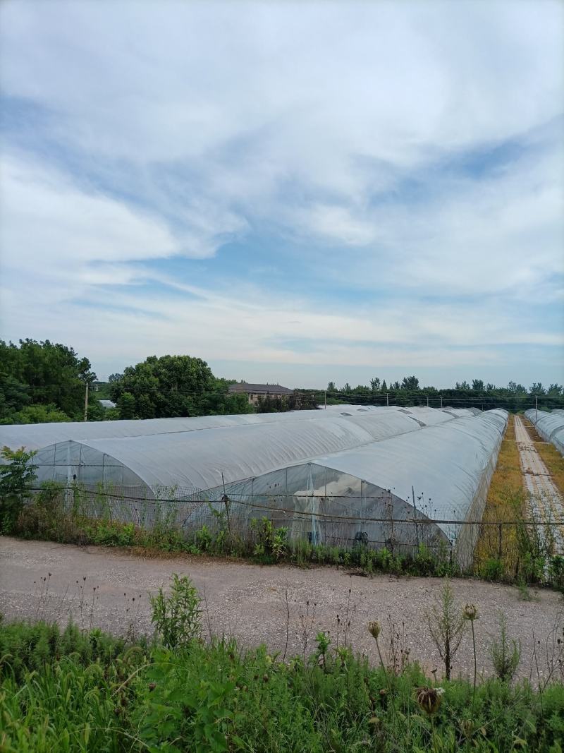 出租漳河新区50亩果蔬大棚