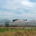 出租漳河新区50亩果蔬大棚