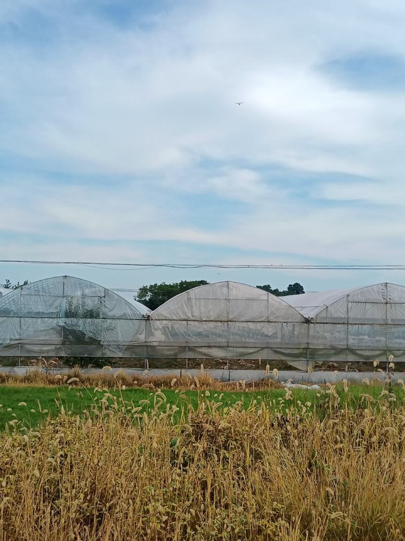 出租漳河新区50亩果蔬大棚