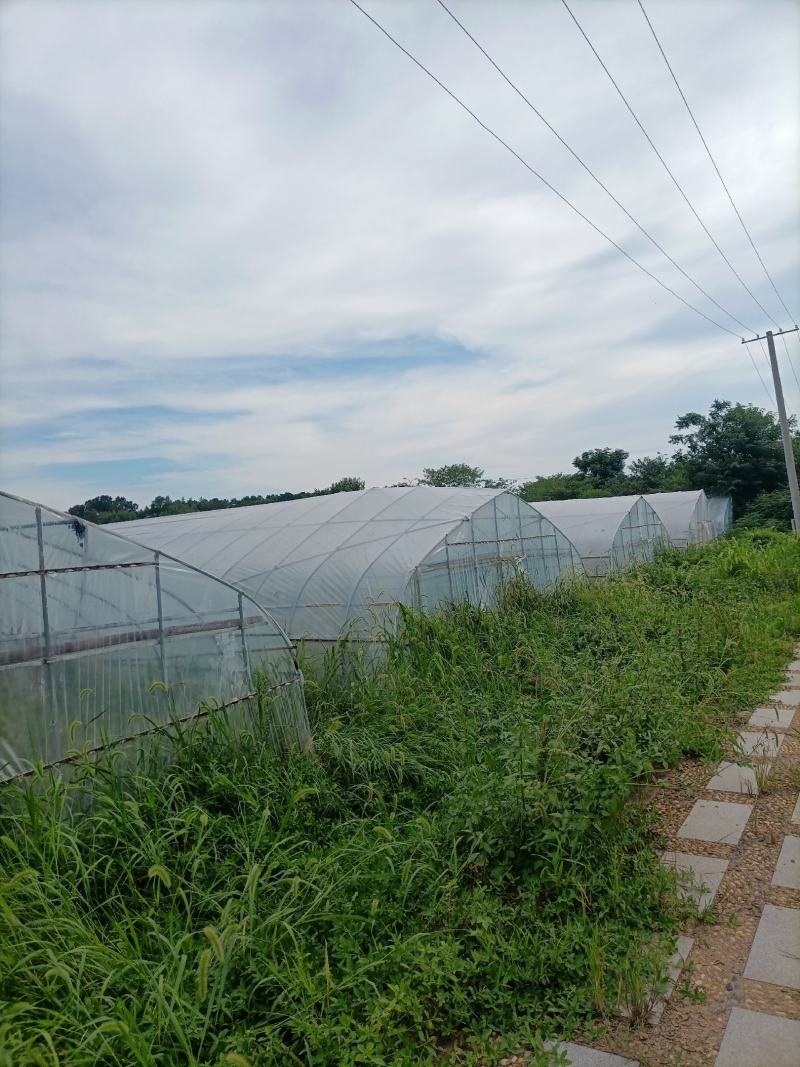 出租漳河新区50亩果蔬大棚