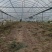出租漳河新区50亩果蔬大棚
