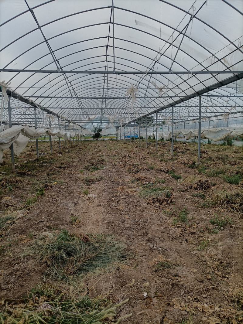 出租漳河新区50亩果蔬大棚