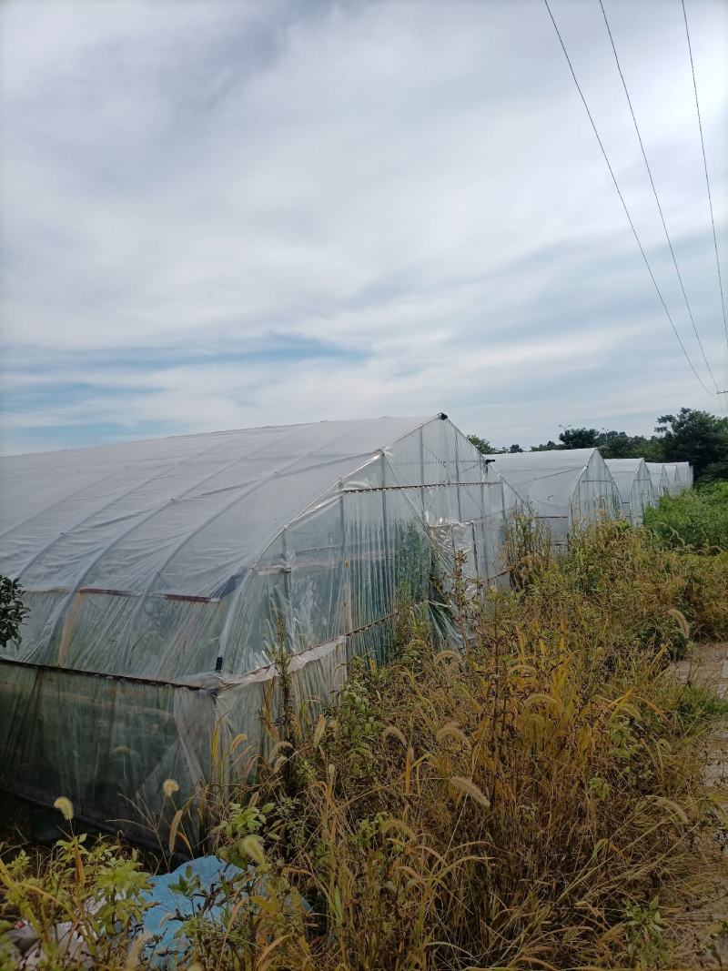 出租漳河新区50亩果蔬大棚
