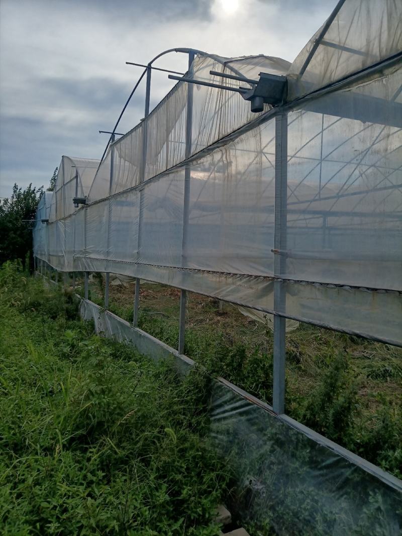 出租漳河新区50亩果蔬大棚