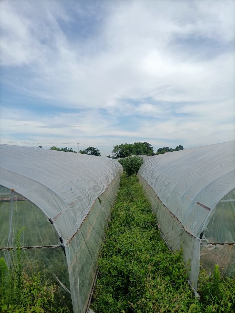 出租漳河新区50亩果蔬大棚