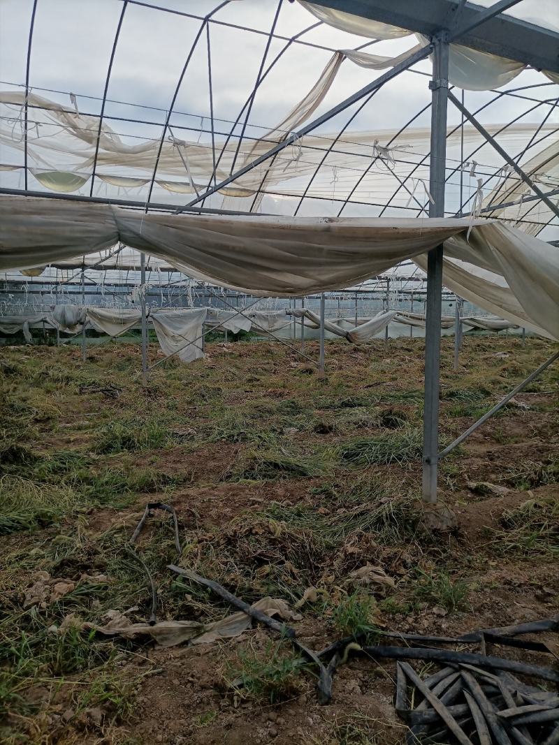 出租漳河新区50亩果蔬大棚