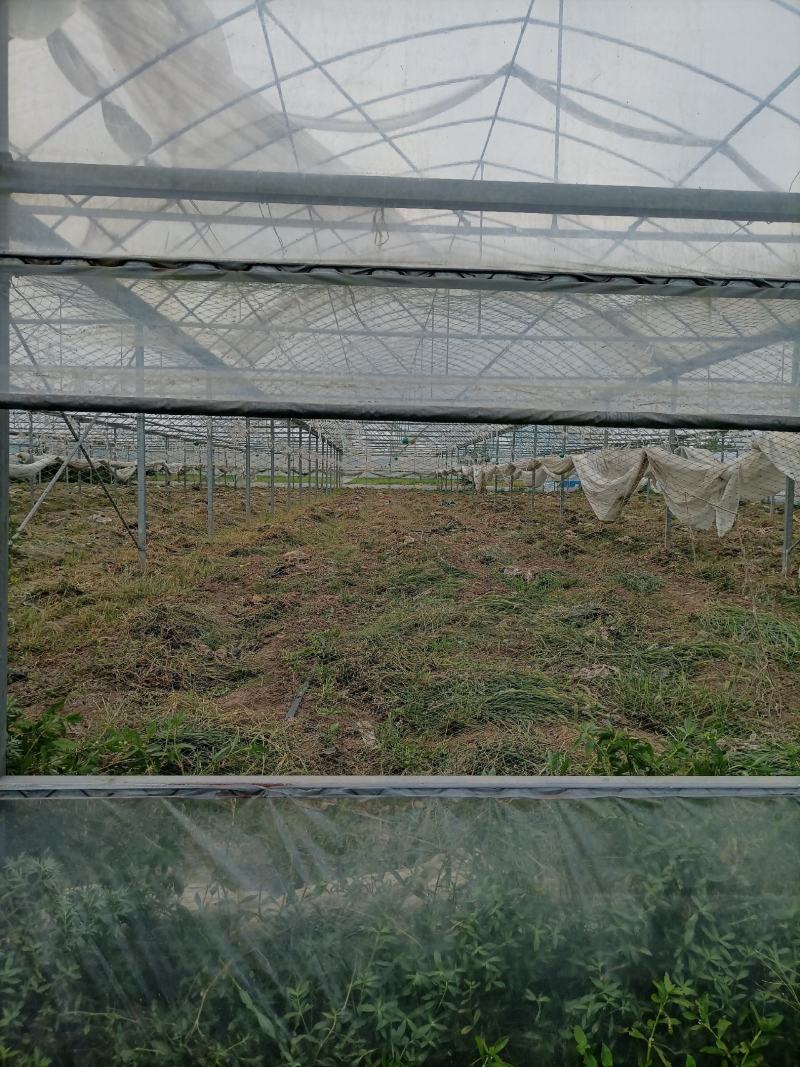 出租漳河新区50亩果蔬大棚