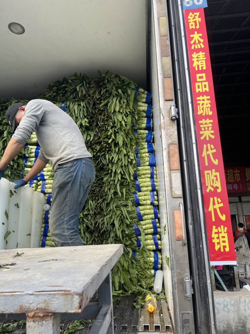 红尖叶莴笋三青莴笋无花无苔质量很好量大从优