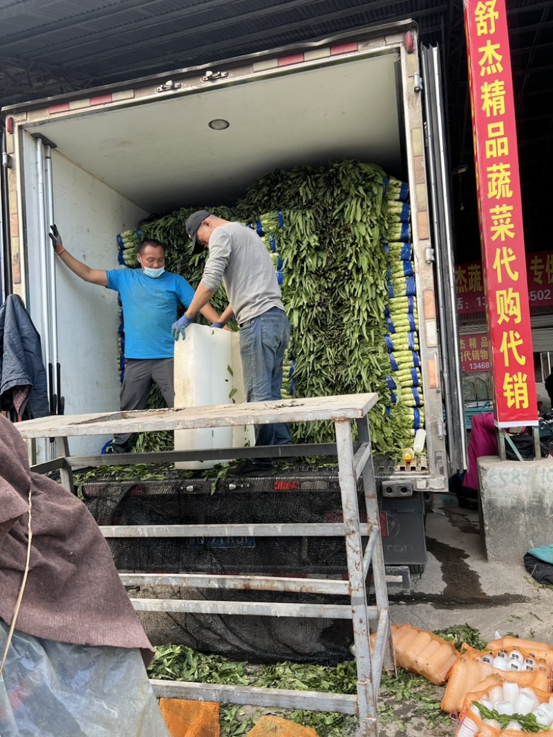 红尖叶莴笋三青莴笋无花无苔质量很好量大从优