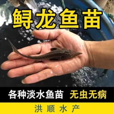西伯利亚鲟龙鱼苗.基地直供欢迎下单咨询量大从优
