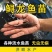 西伯利亚鲟龙鱼苗.基地直供欢迎下单咨询量大从优