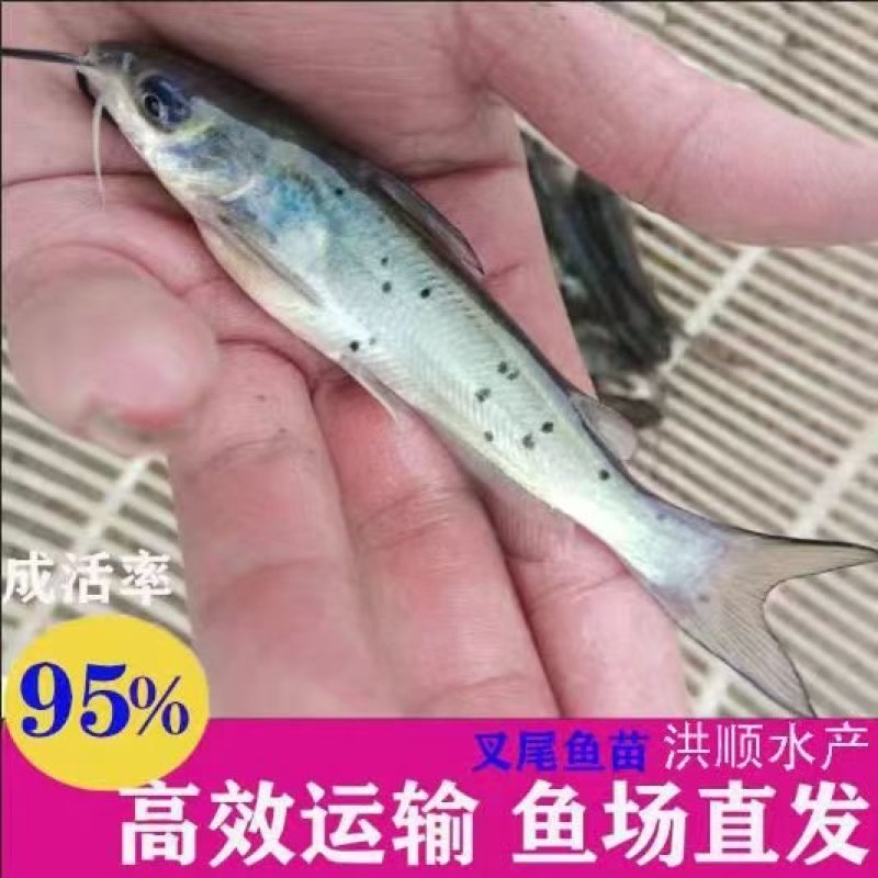 优质叉尾鱼苗斑点叉尾鮰鱼苗量大从优欢迎老板实地考察