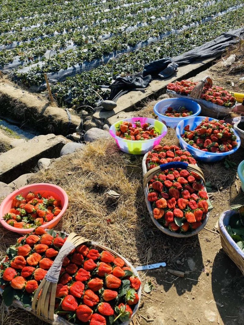 大凉山露天草莓🍓