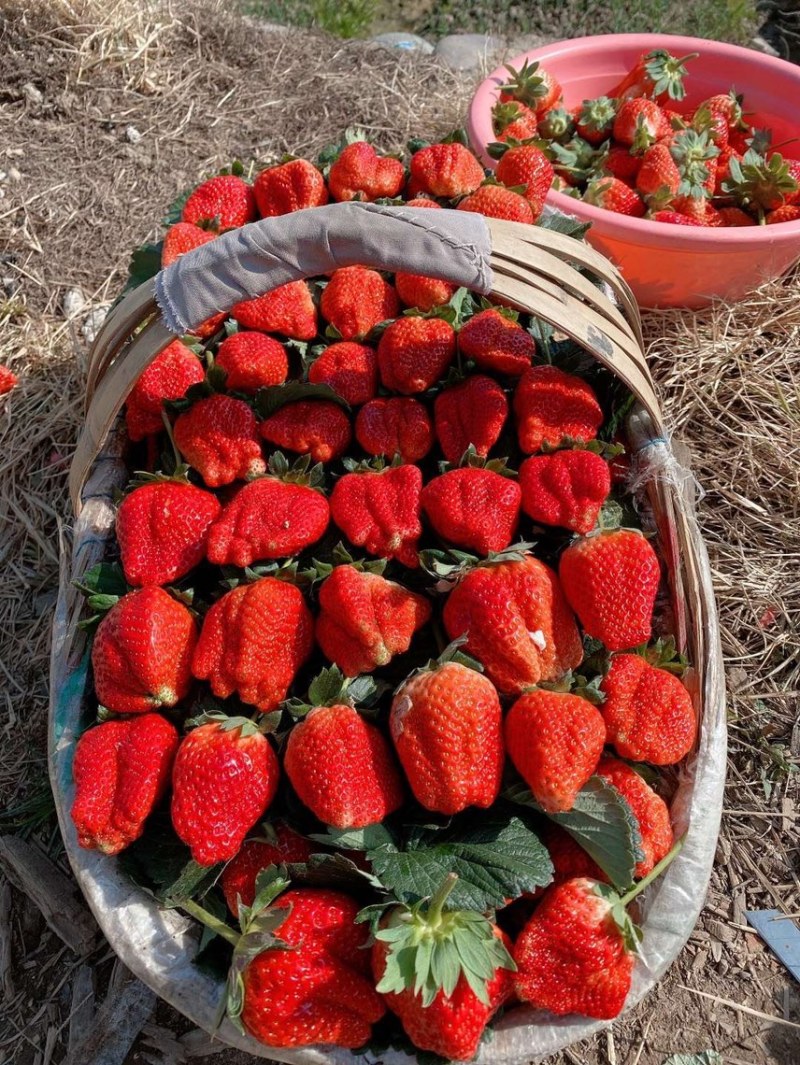 大凉山露天草莓🍓