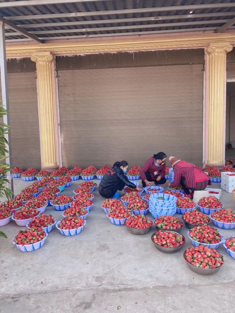 大凉山露天草莓🍓