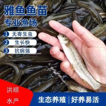 雅鱼苗冷水鱼淡水养殖食用鱼苗量大从优欢迎老板实地考察