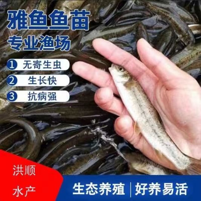 雅鱼苗冷水鱼淡水养殖食用鱼苗量大从优欢迎老板实地考察