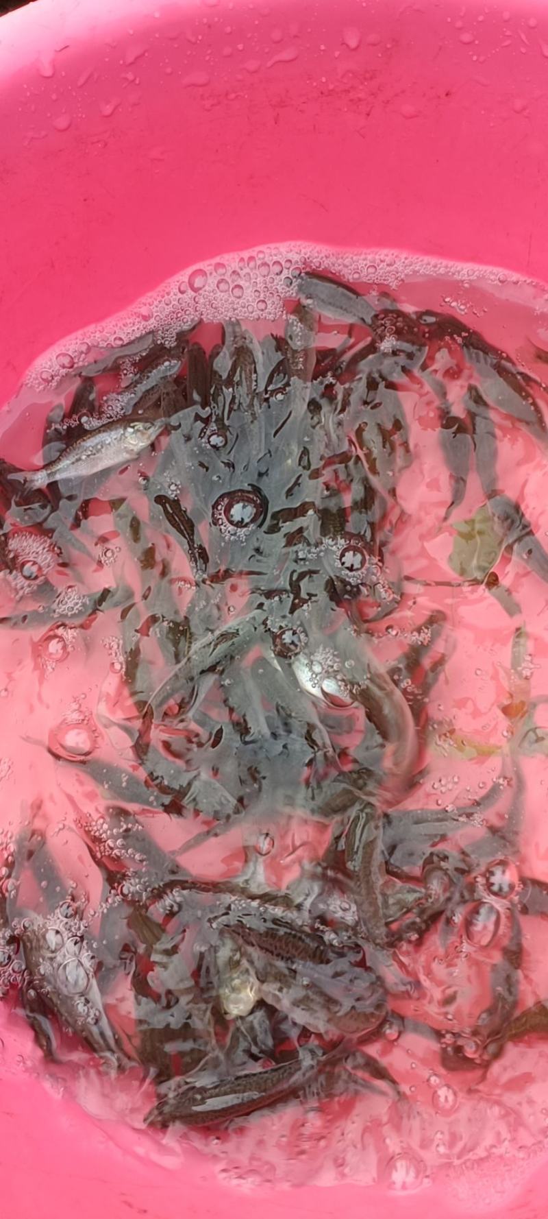 雅鱼苗冷水鱼淡水养殖食用鱼苗量大从优欢迎老板实地考察