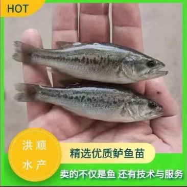 鲈鱼苗淡水鲈鱼苗活体加州鲈鱼苗量大从优欢迎老板实地考察