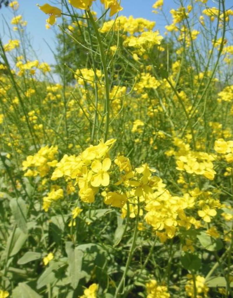 佳油1号大籽油菜种中熟高产高油油菜籽秋播农家大田杂交油菜