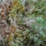 水苔，野生水苔，种植水苔，