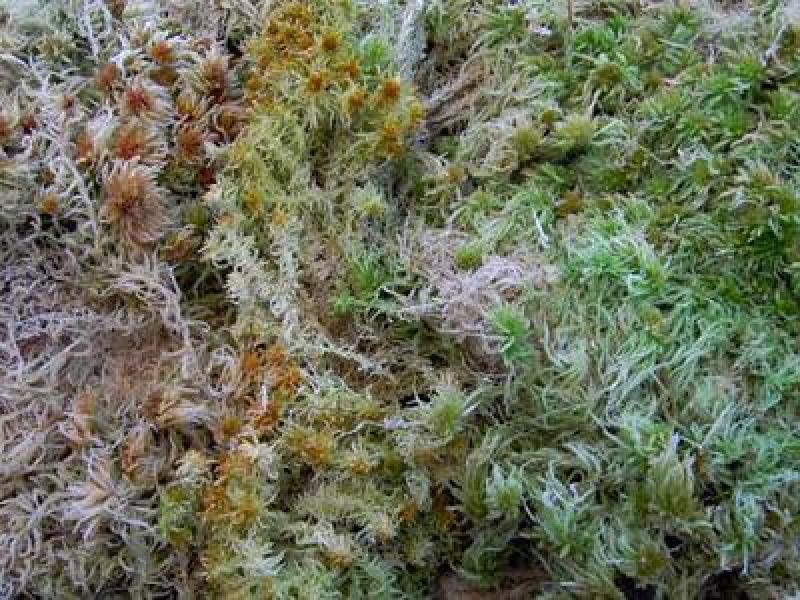 水苔，野生水苔，种植水苔，
