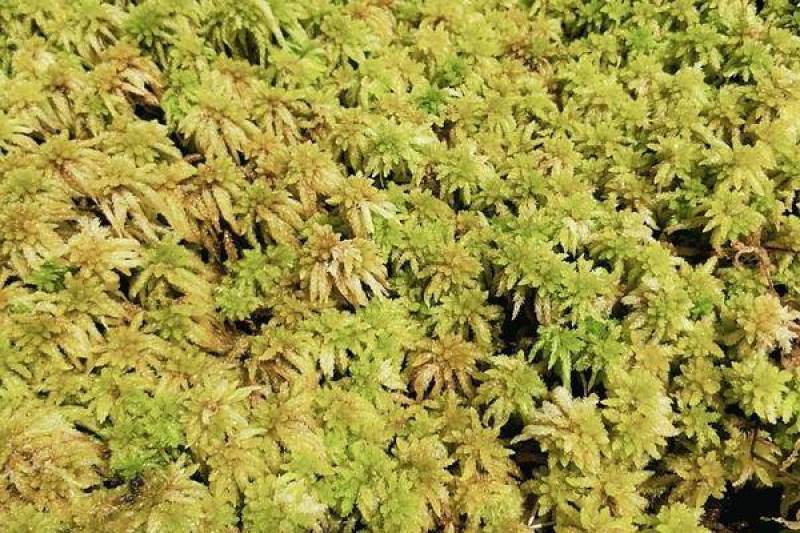 水苔，野生水苔，种植水苔，